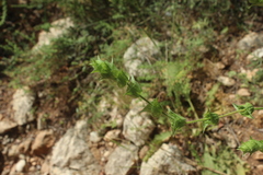 Sideritis perfoliata