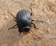 Erodius gibbus