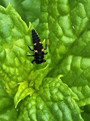 Hippodamia convergens