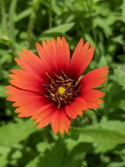 Gaillardia amblyodon