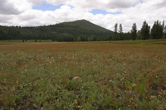 Ivesia aperta canina