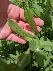 Gaillardia amblyodon