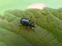 Chonostropheus tristis