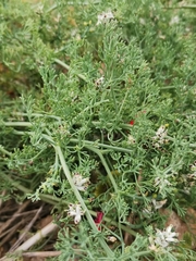 Fumaria parviflora
