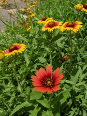 Gaillardia amblyodon