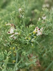 Fumaria parviflora