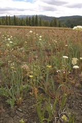 Ivesia aperta canina