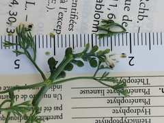 Fumaria parviflora