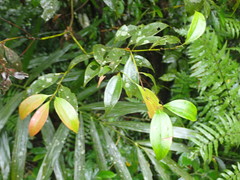 Cinnamomum osmophloeum