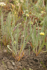 Ivesia aperta canina