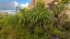 Pandanus multispicatus