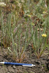 Ivesia aperta canina