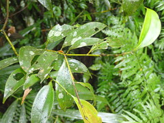 Cinnamomum osmophloeum