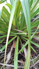Pandanus multispicatus