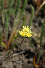 Ivesia aperta canina