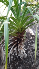 Pandanus multispicatus