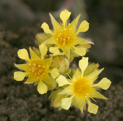 Ivesia aperta canina