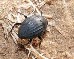 Erodius gibbus