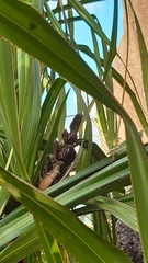 Pandanus multispicatus