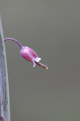Pennellia longifolia