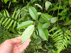 Lardizabalaceae
