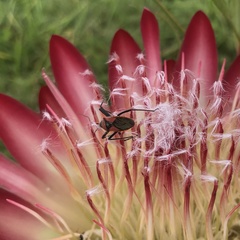Rhynocoris segmentarius