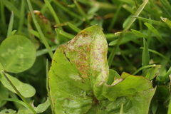 Synchytrium taraxaci