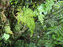 Selaginella involvens