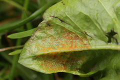 Synchytrium taraxaci