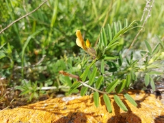 Vicia grandiflora