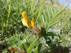 Vicia grandiflora