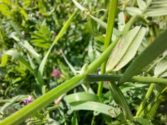Vicia grandiflora