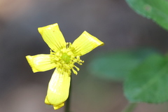 Ranunculus hydrocharoides