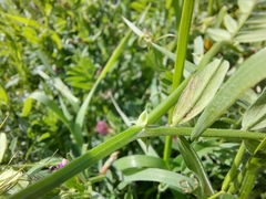 Vicia grandiflora