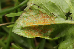 Synchytrium taraxaci