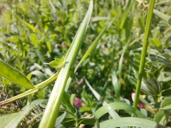 Vicia grandiflora