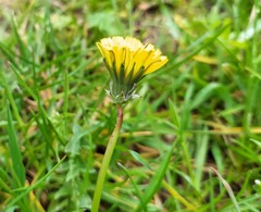 Taraxacum rubicundum