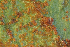 Synchytrium taraxaci