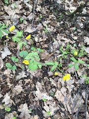 Ranunculus cassubicus
