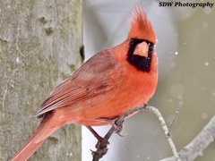 Cardinalis cardinalis