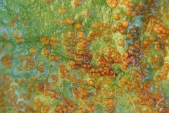 Synchytrium taraxaci