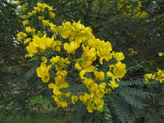 Senna spectabilis