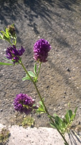 Medicago sativa iNat (3)