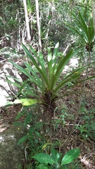 Dracaena floribunda image