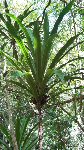 Dracaena floribunda image