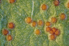 Synchytrium taraxaci