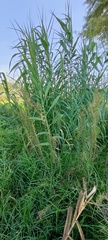 Arundo donax