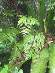 Asplenium neolaserpitiifolium