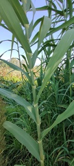 Arundo donax