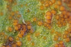 Synchytrium taraxaci